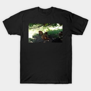 Highland Cattle at Pollok Country Park, Glasgow T-Shirt